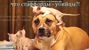 Стаффорд Picrolla