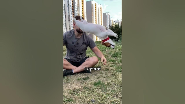 Эти Собаки БЫСТРЕЕ Самого Быстрого ЧЕЛОВЕКА в мире! #shorts