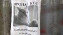 Оптическая иллюзия с пропавшим котом