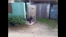 Собака на охране объекта