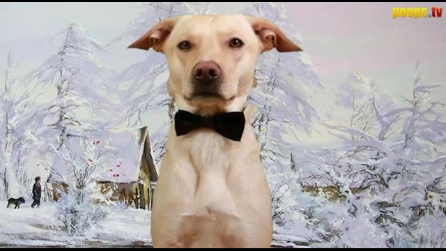 Шарик Шоу – Есть закурить? (выпуск 37)