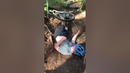 BEST FailArmy Shorts