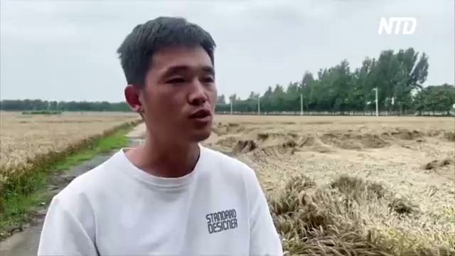 Дожди повредили часть урожая пшеницы в Китае