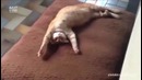 Кошачий беспредел