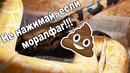 Самое необычное кормление ядовитой змеи. как громадные питоны ходят в туалет