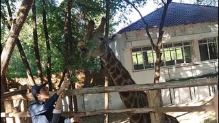Для тех кто не может сходить в зоопарк в Узбекистане и посмотреть на жирафа