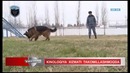 Тошкент шаҳар ИИББ кинология хизмати ҳақида