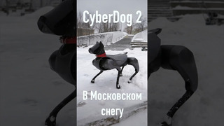 Робот-собака за 300 000 рублей