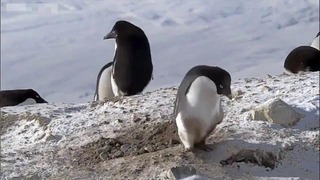 Пингвин-ворюга