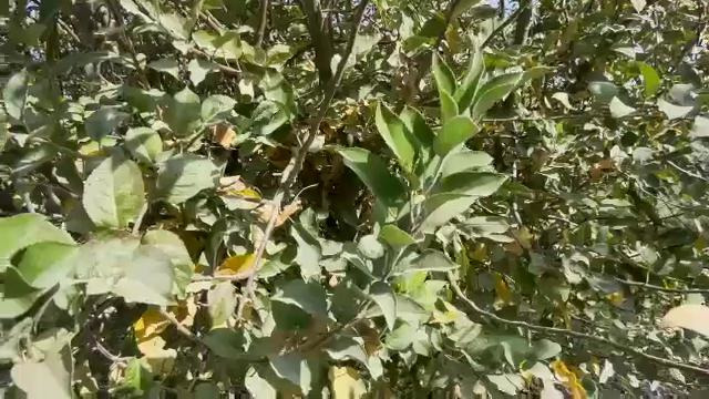 Бухоро вилоятида кузги агротехник тадбирлар давом этмоқда. Мақсад кейинги йил учун ҳосил ҳажмини ошириш