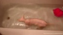 The best cats in water compilation [лучшие кошки в воде