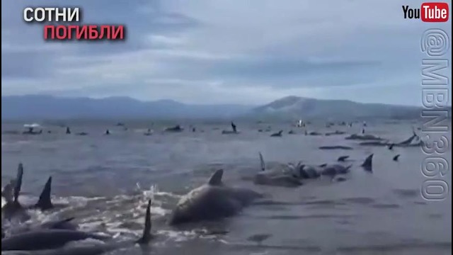 В Новой Зеландии более 400 китов совершили массовое самоубийство
