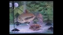 Подводное царство аквариума / Aquatic kingdom (серия 4, часть 2)