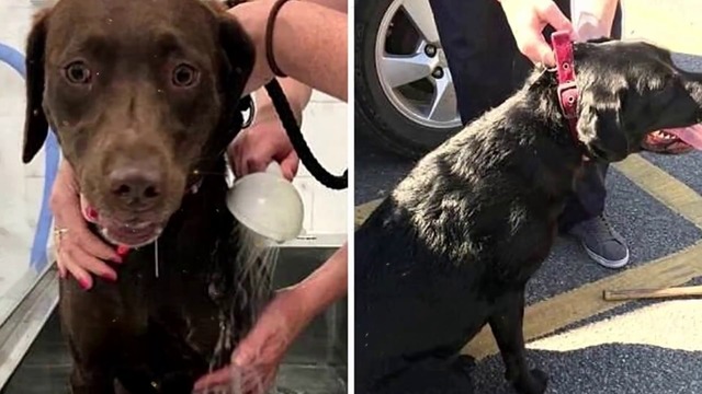 Чтобы спасти собак полиция разбила автомобиль