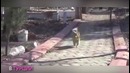 Пёс каждый день ходит на могилу хозяина