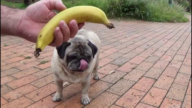 26. Barry the pug loves fruit. No carpentry content