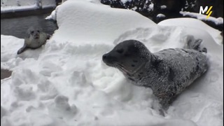 Снегопады в США дарят счастье животным