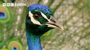 Peacock Tries «Faking it» to Find a Mate | BBC Earth