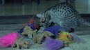 Кошак разбирается с тролями