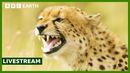 LIVE: Top 10 Cheetah Moments | BBC Earth