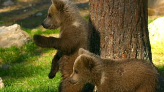 Close Call For These Brown Bear Cubs | 4K UHD | Seven Worlds One Planet | BBC Earth