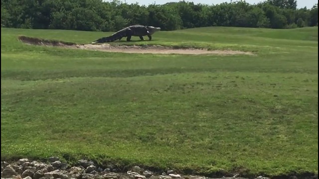 Без комментарии