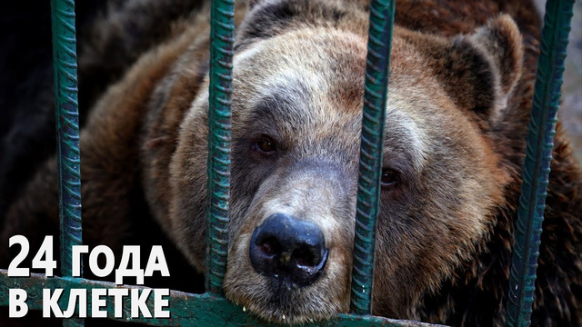 В Албании спасли медведя, который развлекал клиентов ресторана
