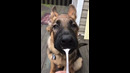 German Shepherd Licks Peanut Butter #shorts