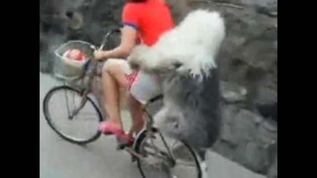 Огромная собака катается на багажнике велосипеда