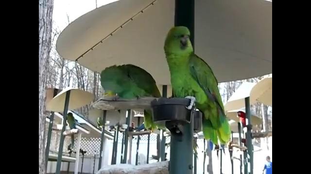 Амазонские попугаи болтают друг с другом