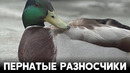 Как ежегодная миграция птиц помогает распространить птичий грипп