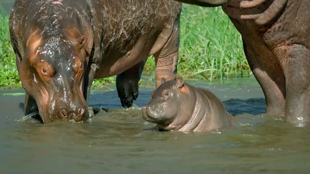 Mother Hippo Fights to Protect Her Calf | Natural World | BBC Earth