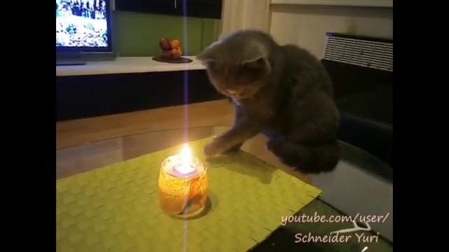 Кот поджигает свою лапу