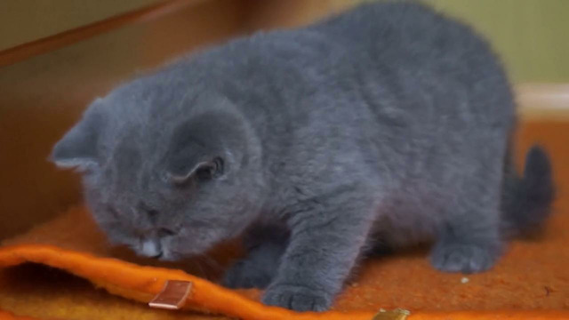 Маленький силач – котёнок британский короткошёрстный, Польша (2014)