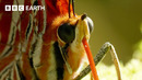 Into The World Of Creepy Crawlies | BBC Earth