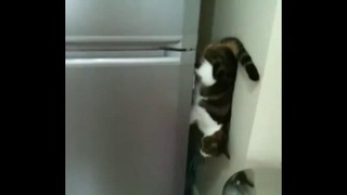 Кот из спецназа – Спуск вниз по холодильнику
