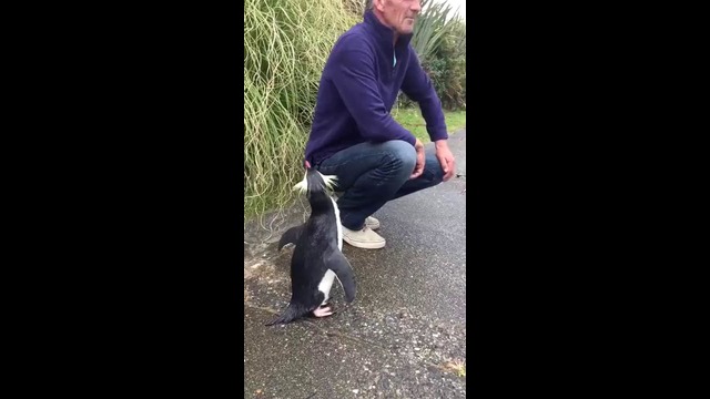 Просто дружелюбный пингвин на улице Новой Зеландии