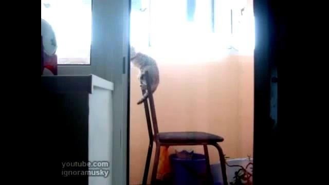 Кот гимнаст:)