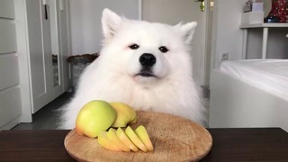 ASMR Dog Enjoying Yellow Apple I MAYASMR