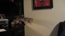 Неудачный прыжок котенка