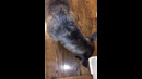 Cute Pitbull Gives High Five #shorts