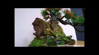 Искусственное дерево бонсай 4 ( bonsai kengai)