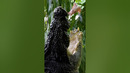 Largest crocodile in captivity – Cassius at 5.48 metres (17 ft 11.75 in)