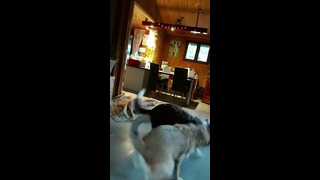 Dog’s Interesting Attack Move #shorts