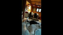 Dog’s Interesting Attack Move #shorts
