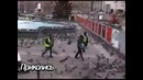 Голуби в Лондоне