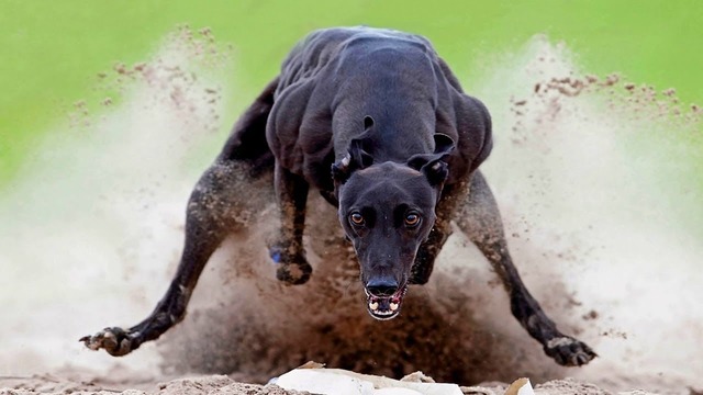 Самые быстрые собаки в мире. от таких точно не убежать
