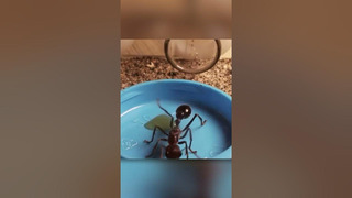 Смертельно опасные муравьи