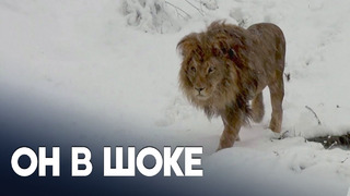 Косово: снег озадачил льва, а медведи отказываются от спячки ради еды
