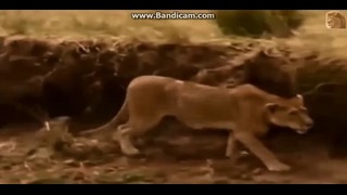 Most Amazing Wild Animal Attacks